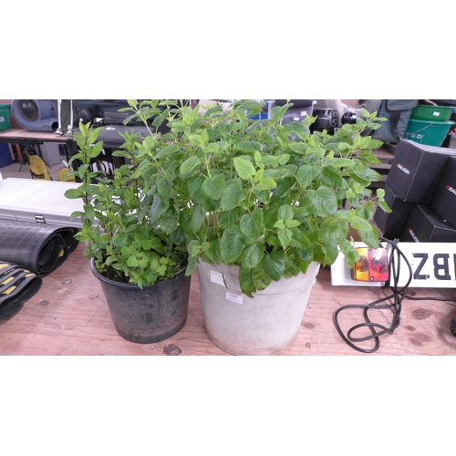 2292 - A potted Mint plant and a potted Lemon Mint plant