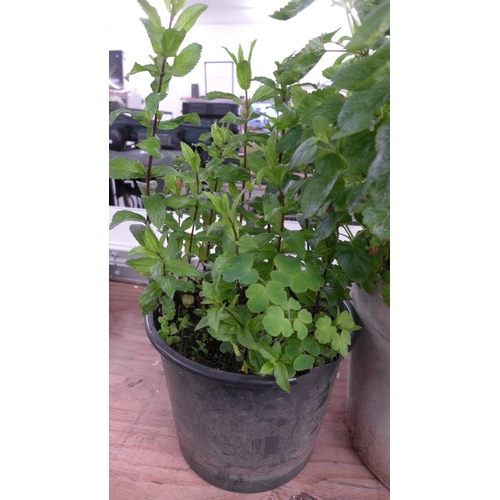 2292 - A potted Mint plant and a potted Lemon Mint plant