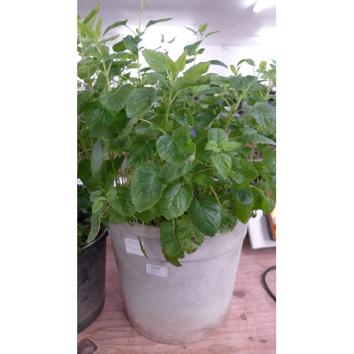 2292 - A potted Mint plant and a potted Lemon Mint plant