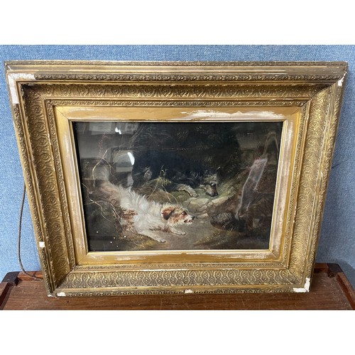 331A - Manner of George Armfield, terriers ratting on a barn, oil on board, framed