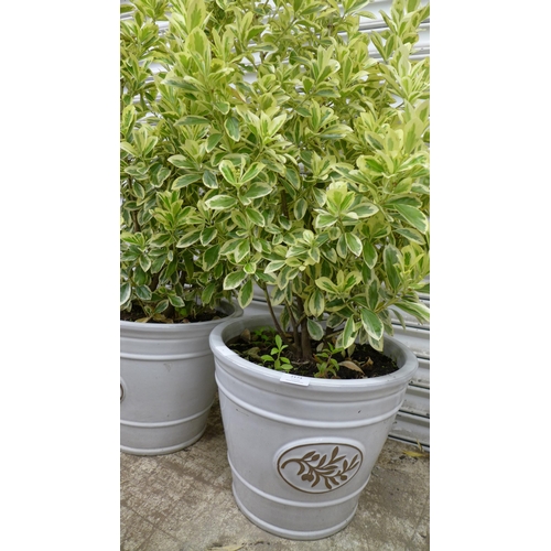 2173 - Two potted Euonymus Japonica Bravo plants in ceramic plant pots