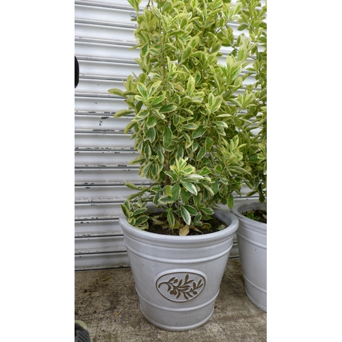 2173 - Two potted Euonymus Japonica Bravo plants in ceramic plant pots