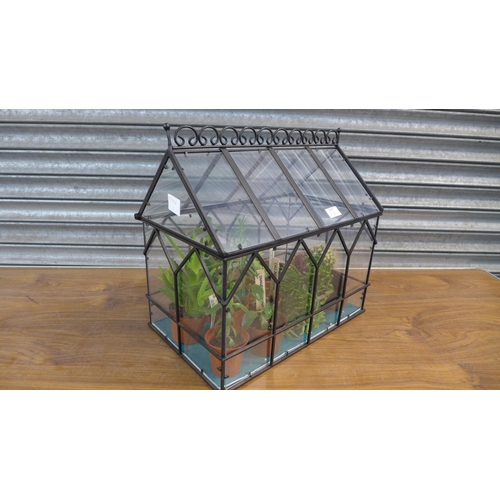 2247 - A terrarium with 9 potted plants including a cactus, 9 daigremontiana, a dalagoensis, etc.