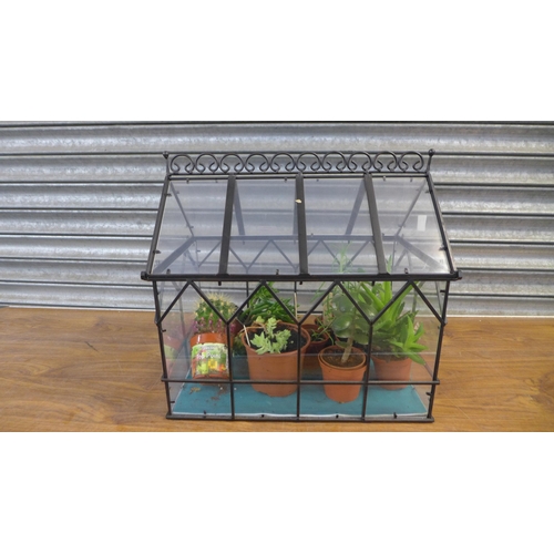 2247 - A terrarium with 9 potted plants including a cactus, 9 daigremontiana, a dalagoensis, etc.