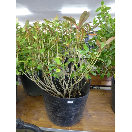 2263 - 3 large potted shrubs in plastic flexi tubs