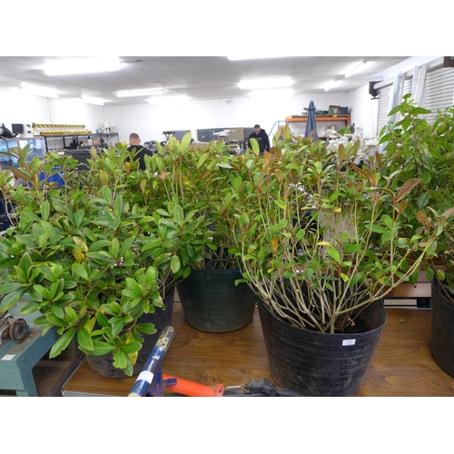 2263 - 3 large potted shrubs in plastic flexi tubs