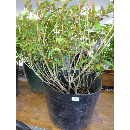 2263 - 3 large potted shrubs in plastic flexi tubs