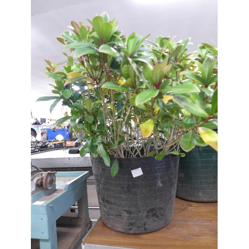 2263 - 3 large potted shrubs in plastic flexi tubs