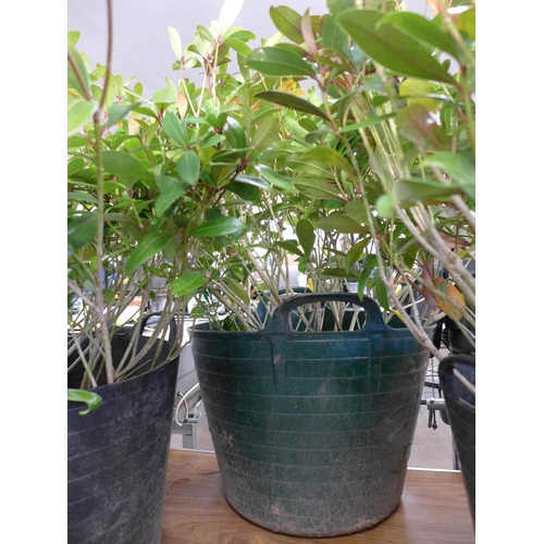 2263 - 3 large potted shrubs in plastic flexi tubs