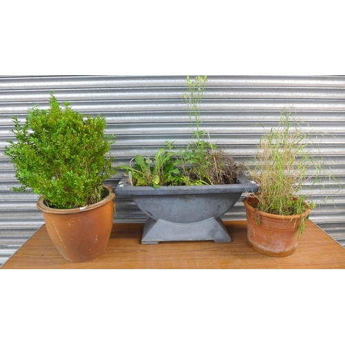 2340 - A large plastic trough style planter and two round plant pots both with plants