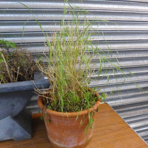 2340 - A large plastic trough style planter and two round plant pots both with plants