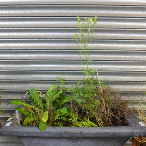 2340 - A large plastic trough style planter and two round plant pots both with plants