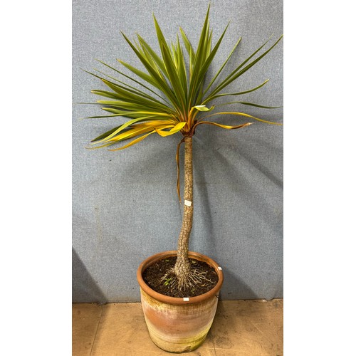 316 - A Yucca plant in terracotta plant pot