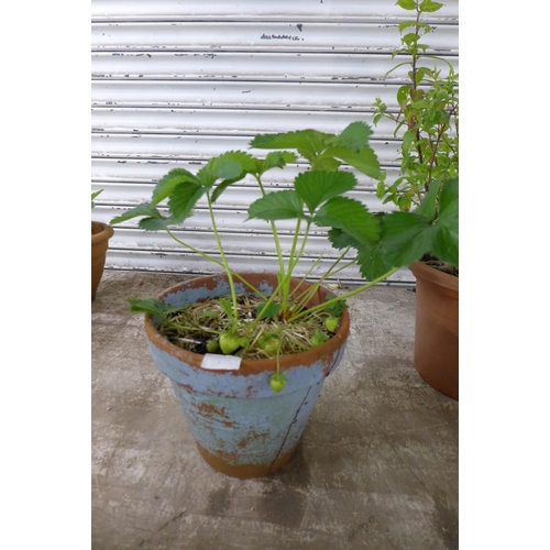 2172 - 3 potted strawberry plants
