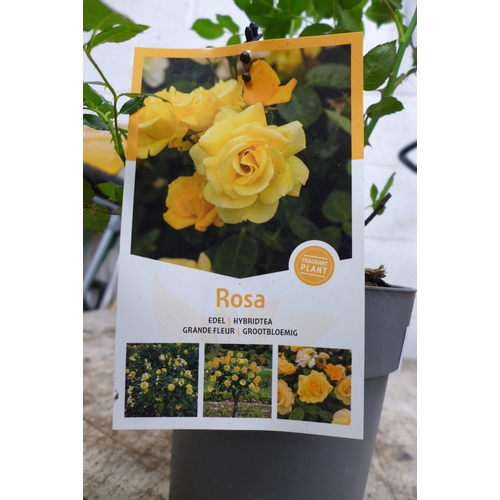 2188 - 2 potted roses - Rock and Roll hybrid tea rose, and Rosa hybrid tea rose