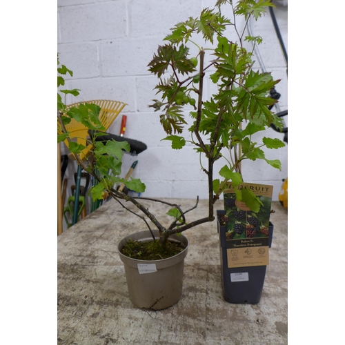 2190 - 2 potted fruit plants - a thornless evergreen blackberry plant and a thornless gooseberry bush