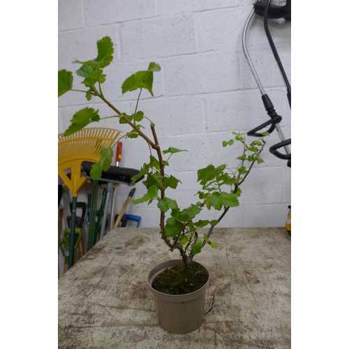 2190 - 2 potted fruit plants - a thornless evergreen blackberry plant and a thornless gooseberry bush