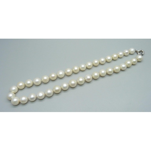 1039 - A string of large cultured pearls with a silver clasp