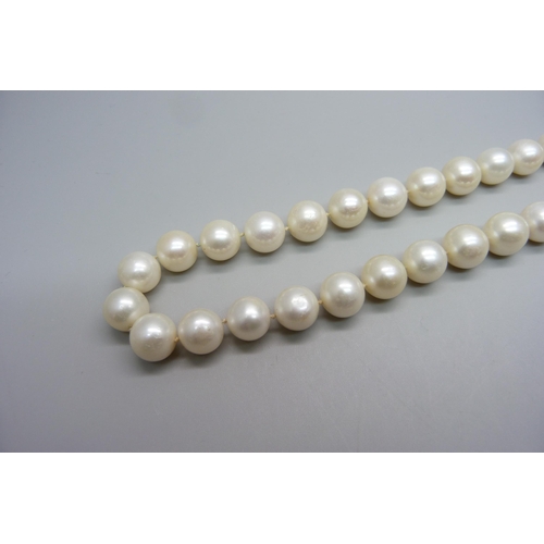 1039 - A string of large cultured pearls with a silver clasp