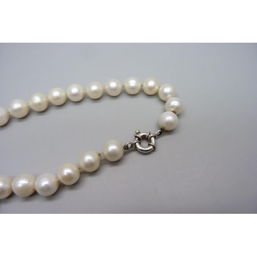 1039 - A string of large cultured pearls with a silver clasp