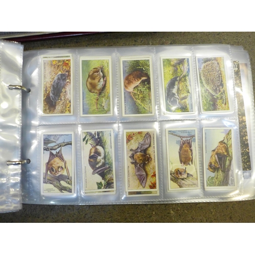 762 - A collection of cigarette cards