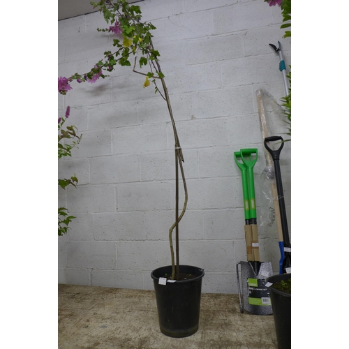 2246 - A potted Mediterranean Mallow tree