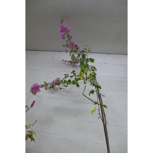 2246 - A potted Mediterranean Mallow tree