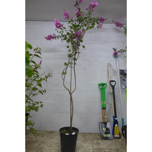 2247 - A potted Mediterranean Mallow tree