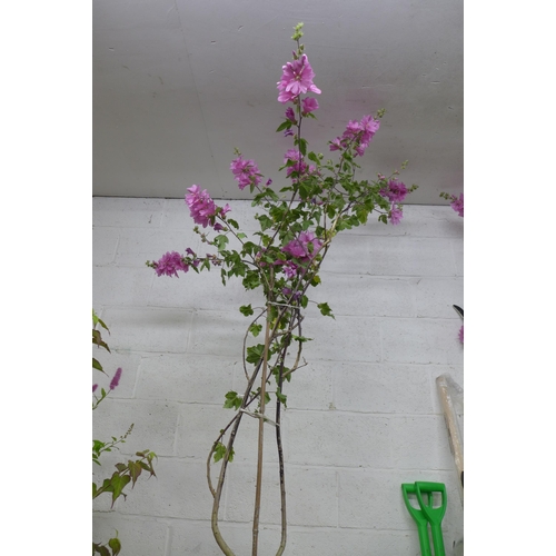 2247 - A potted Mediterranean Mallow tree