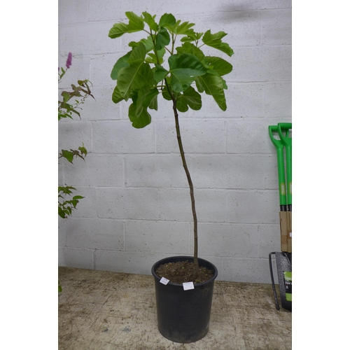 2248 - A potted fig tree