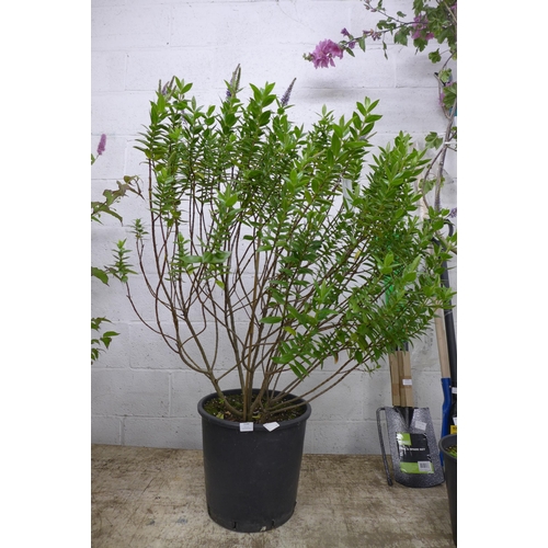 2249 - A potted Veronica shrub