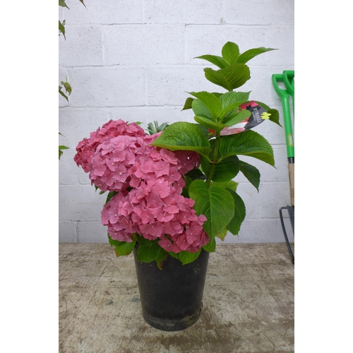 2250 - A potted Hydrangea plant