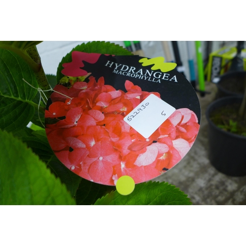 2250 - A potted Hydrangea plant