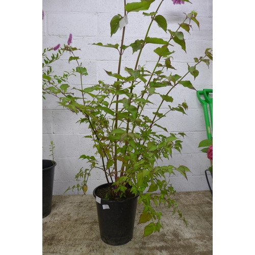 2251 - A potted Dogwood plant