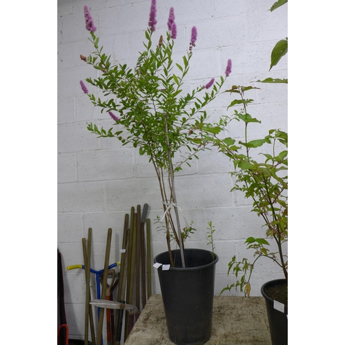 2252 - A potted rose Spirita plant