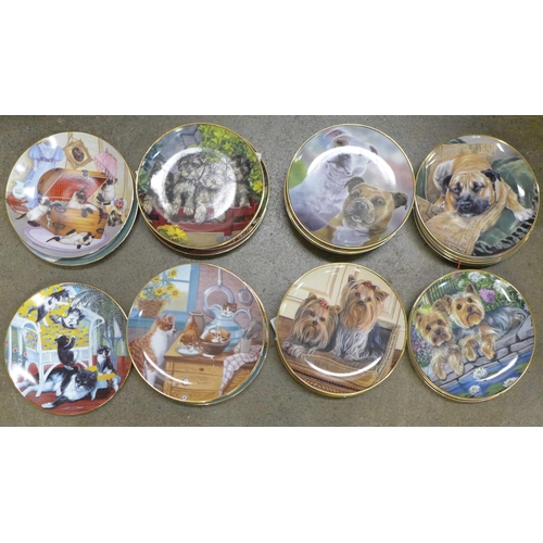 783 - A collection of eleven Danbury Mint Staffordshire bull terrier plates, eleven Yorkshire terrier plat... 