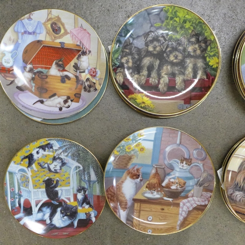 783 - A collection of eleven Danbury Mint Staffordshire bull terrier plates, eleven Yorkshire terrier plat... 