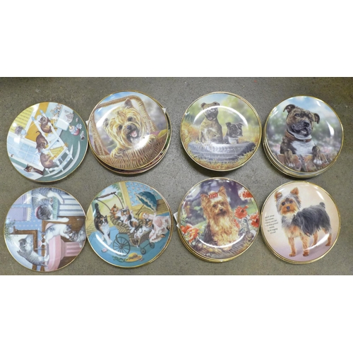 783 - A collection of eleven Danbury Mint Staffordshire bull terrier plates, eleven Yorkshire terrier plat... 