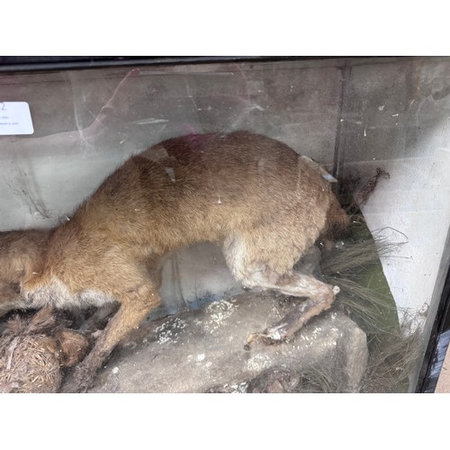 322 - An early 20th Century cased taxidermy fox