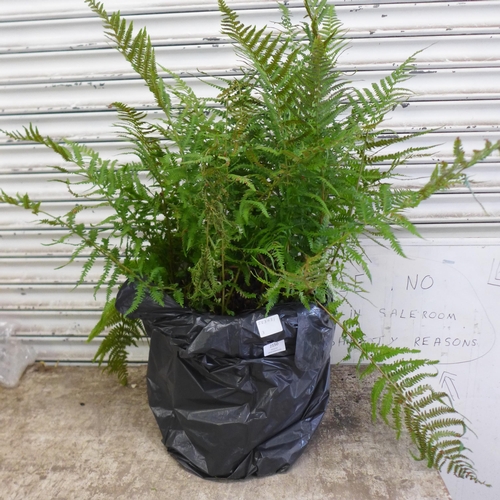 2150 - A potted fern plant