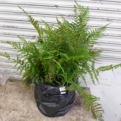 2150 - A potted fern plant