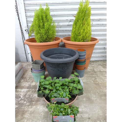 2219 - A pair of large plastic plant pots containing Conifers and a selection of other assorted plant pots ... 