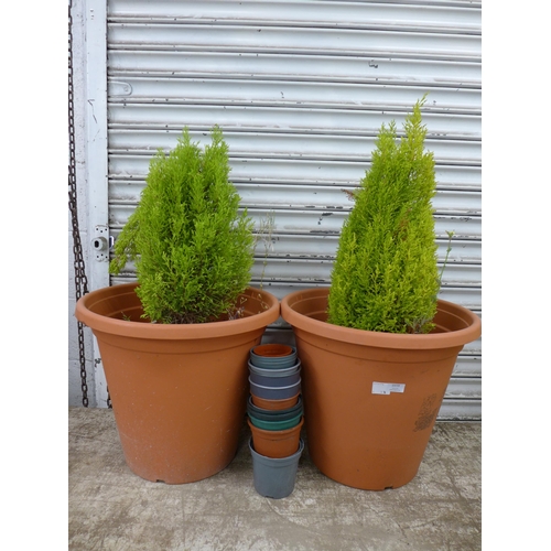 2219 - A pair of large plastic plant pots containing Conifers and a selection of other assorted plant pots ... 