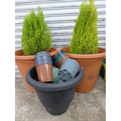 2219 - A pair of large plastic plant pots containing Conifers and a selection of other assorted plant pots ... 