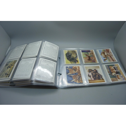 841 - CIGARETTE CARDS, six large Players complete sets, including Cats, Golf Courses, Horses, etc., 149