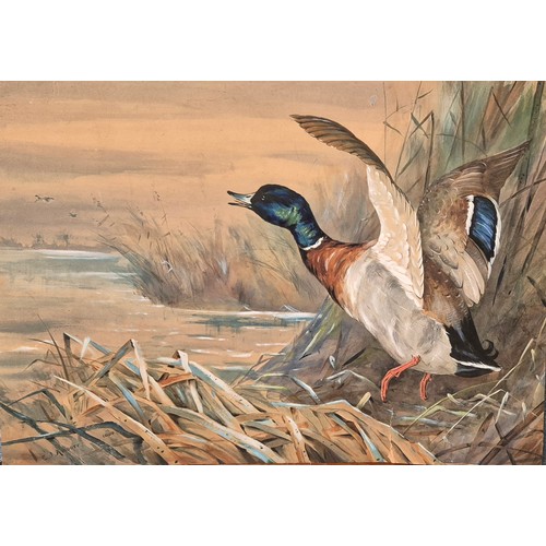 69 - E.J. Amoore (late 19th Century), mallard breaking cover, watercolour on card, 49 x 67cms, unframed