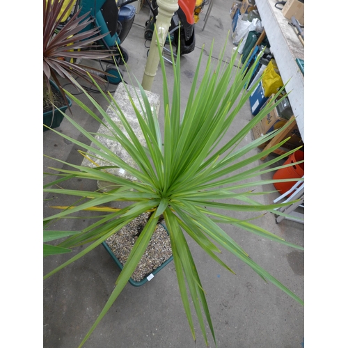 2242 - A potted Cordyline plant in a square plastic pot