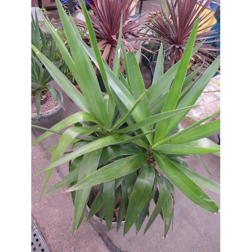 2245 - A large potted Yucca plant in a round plastic pot