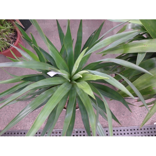 2246 - A potted Yucca plant in a round plastic pot