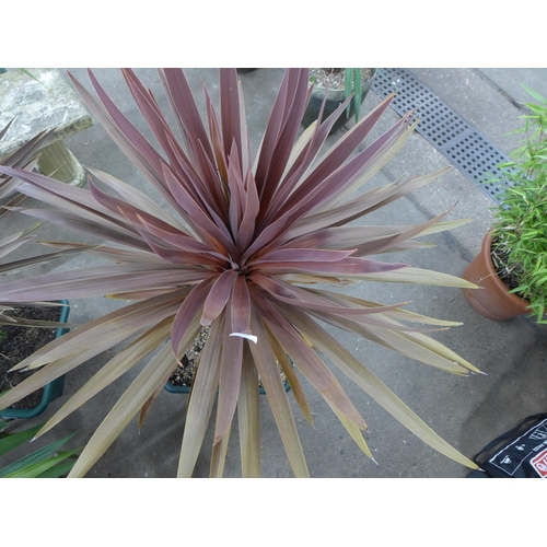 2247 - A potted Red Star Cordyline plant in a square plastic pot